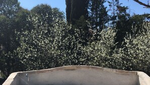 A concrete outdoor sink area with a faucet, surrounded by trees and a clear sky. - The Olive Grove House, in Kassiopi with all amenities in 5 min walking distance! (Κερκυρα)
