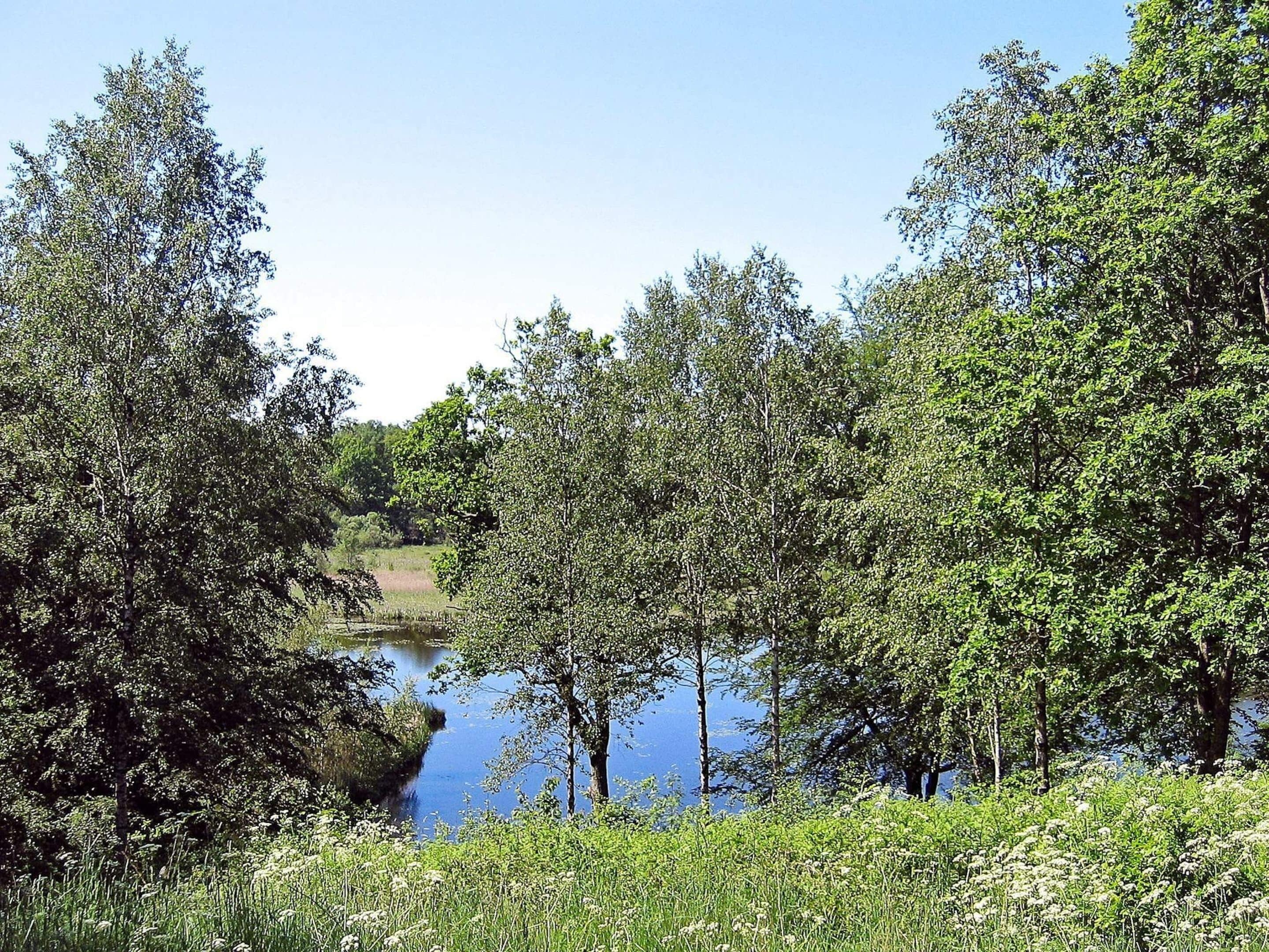 Un paysage naturel composé d’une étendue d’eau entourée d’une végétation luxuriante et d’arbres denses.