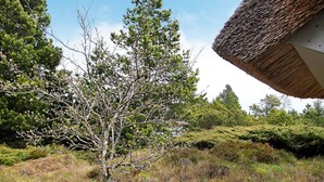 A tree in a natural setting with a thatched roof structure nearby. - 8 Person Holiday Home in Fjerritslev-by Traum (Fjerritslev)