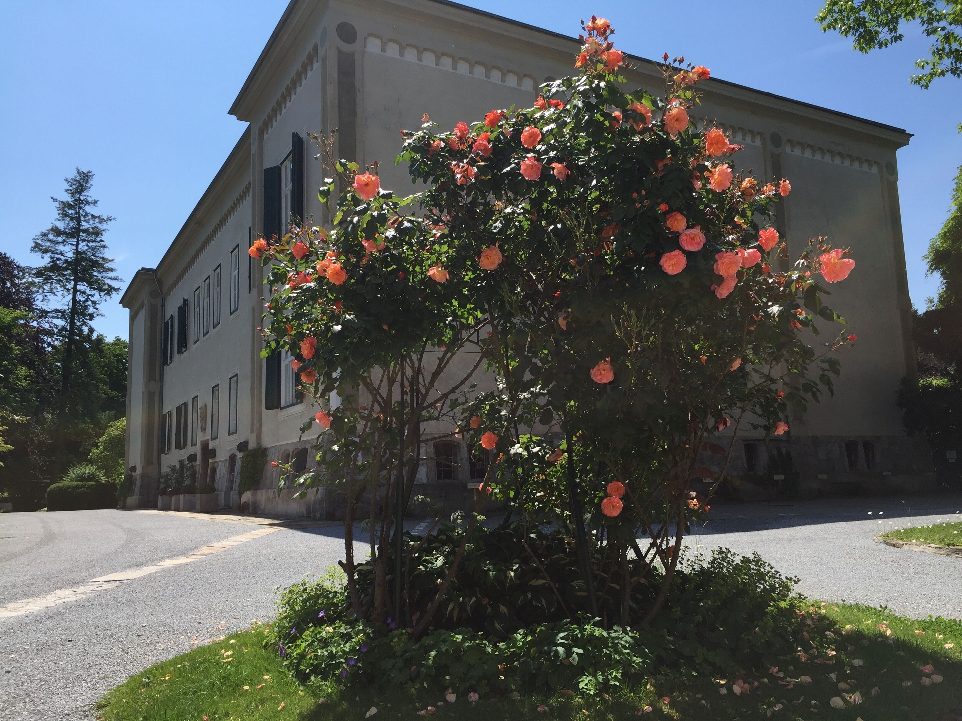 Un edificio con un amplio jardín con rosales rosados en flor.