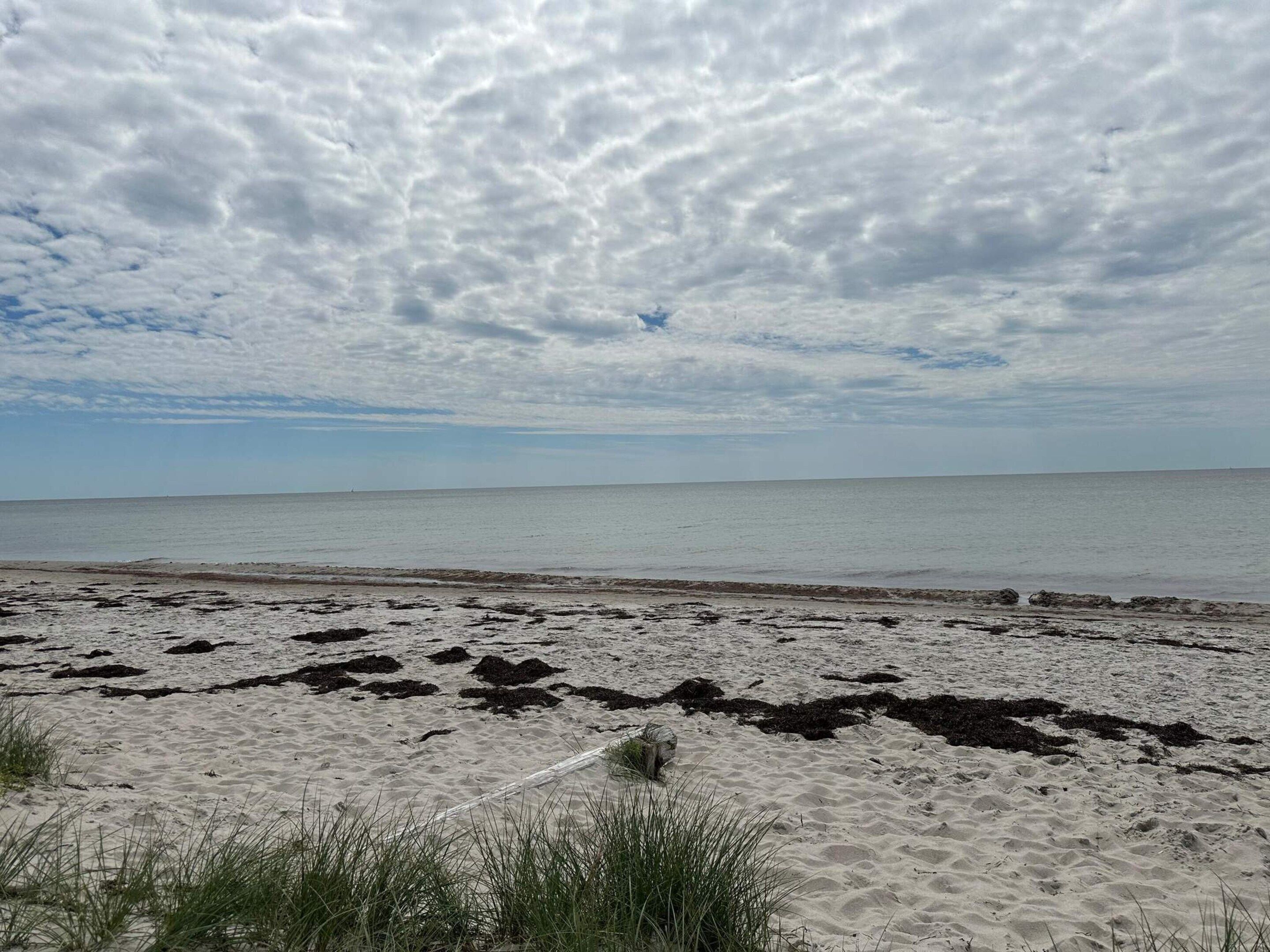 A beach with sand, seaweed, and grass.