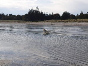 A dog running through a shallow water body with a forest in the background. - 5 Star Holiday Home in Hals (Hals)