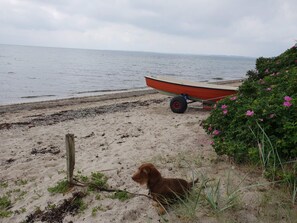 A sandy beach with a dog, a boat, and a bush with pink flowers. - 10 Person Holiday Home in Haderslev-by Traum (Haderslev)