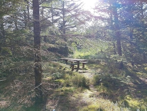 Ett skogsområde med en träbänk och en tydlig stig.
