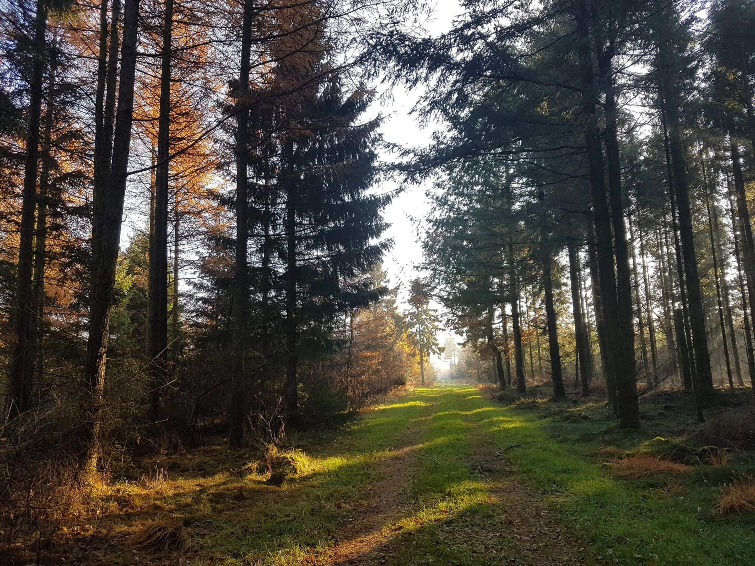 Uma trilha na floresta, com árvores altas e luz solar filtrando entre elas.