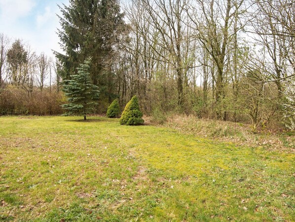 A grassy field with two coniferous trees and a dense thicket of deciduous trees in the background.