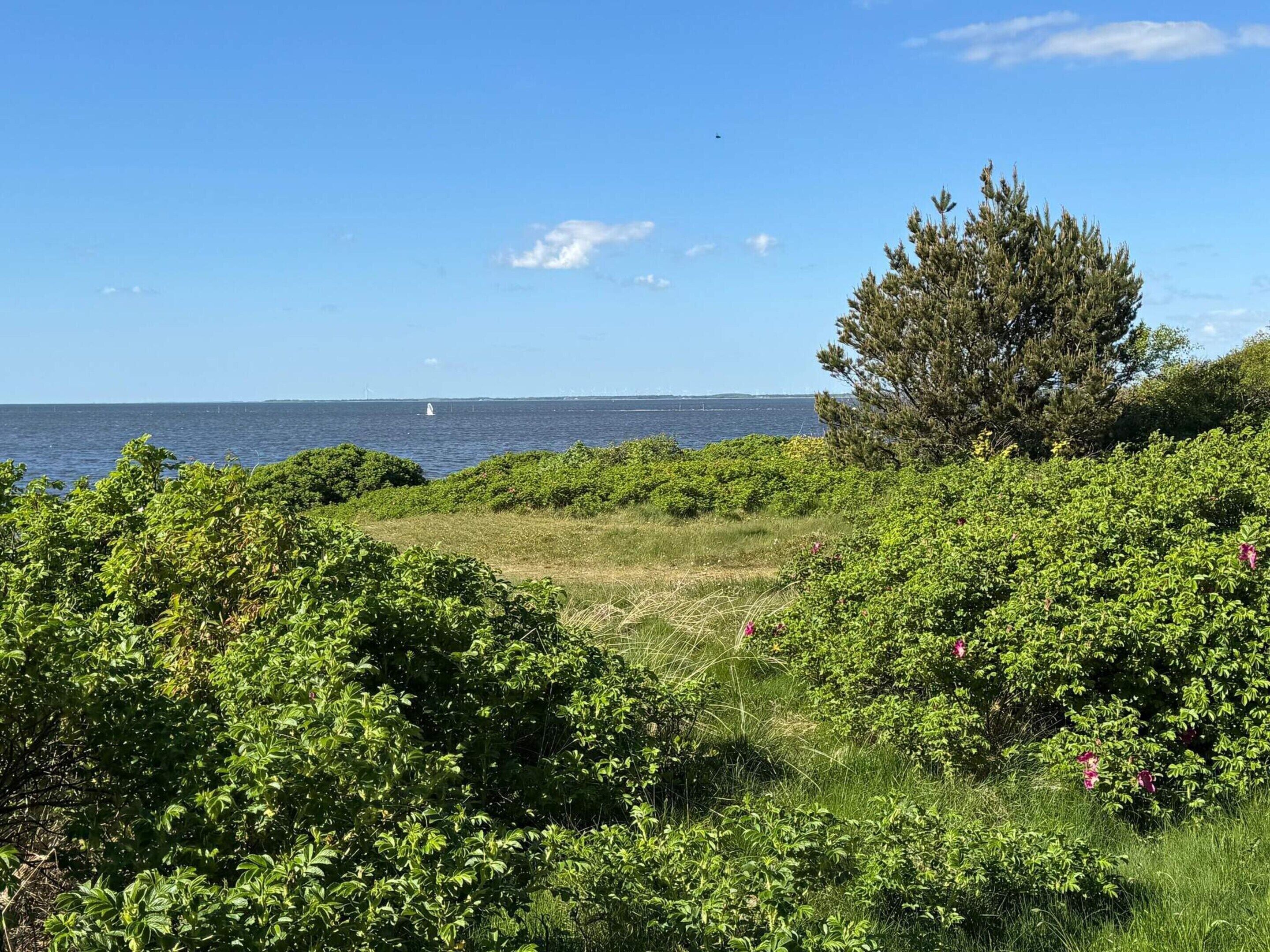 A coastal landscape with dense green shrubbery and a large tree.