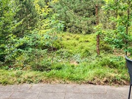 Un sendero pavimentado que atraviesa un área boscosa con abundante follaje y árboles.