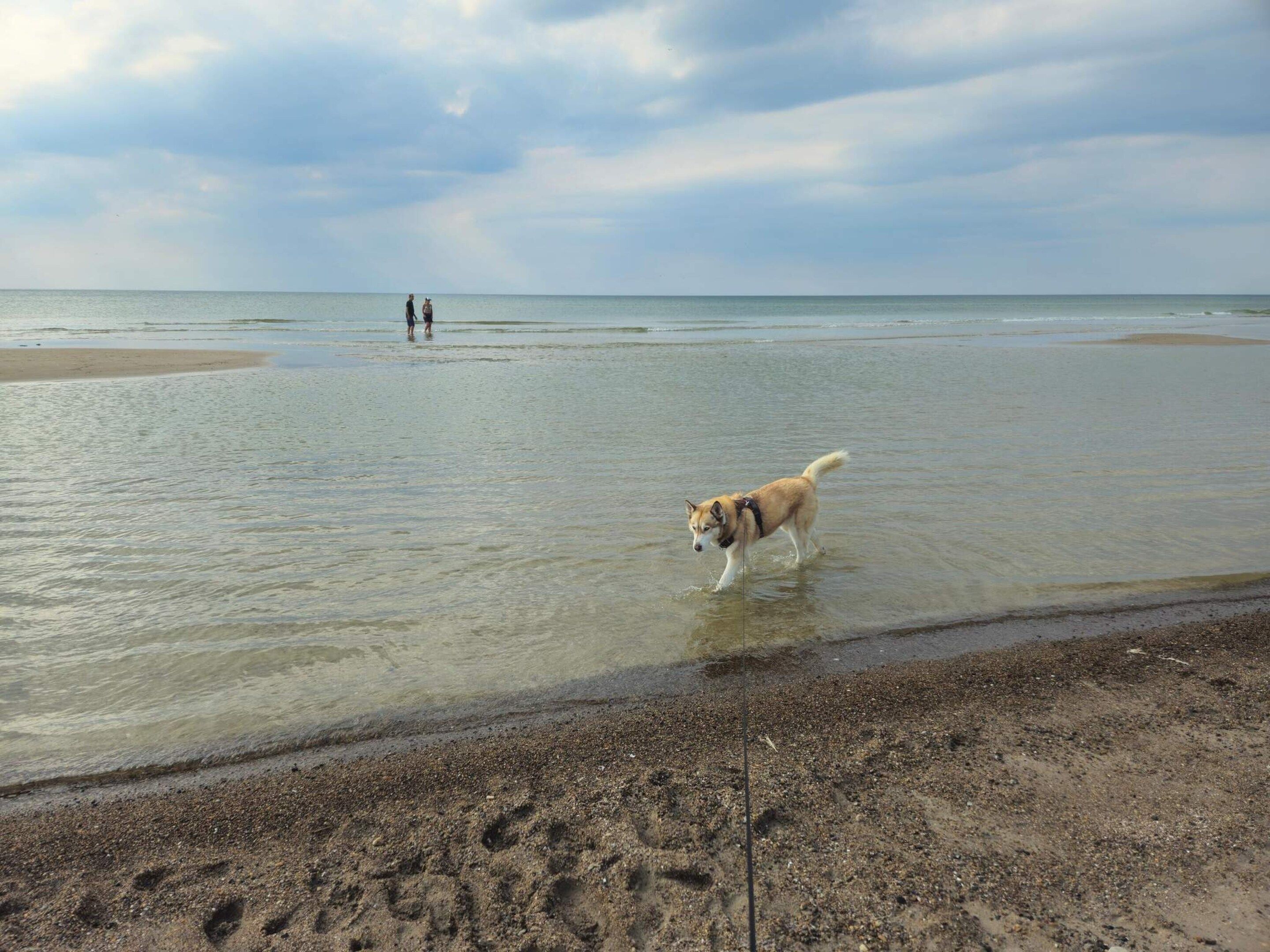 A beach with a dog walking in shallow water, footprints on the sand, and a cloudy sky.