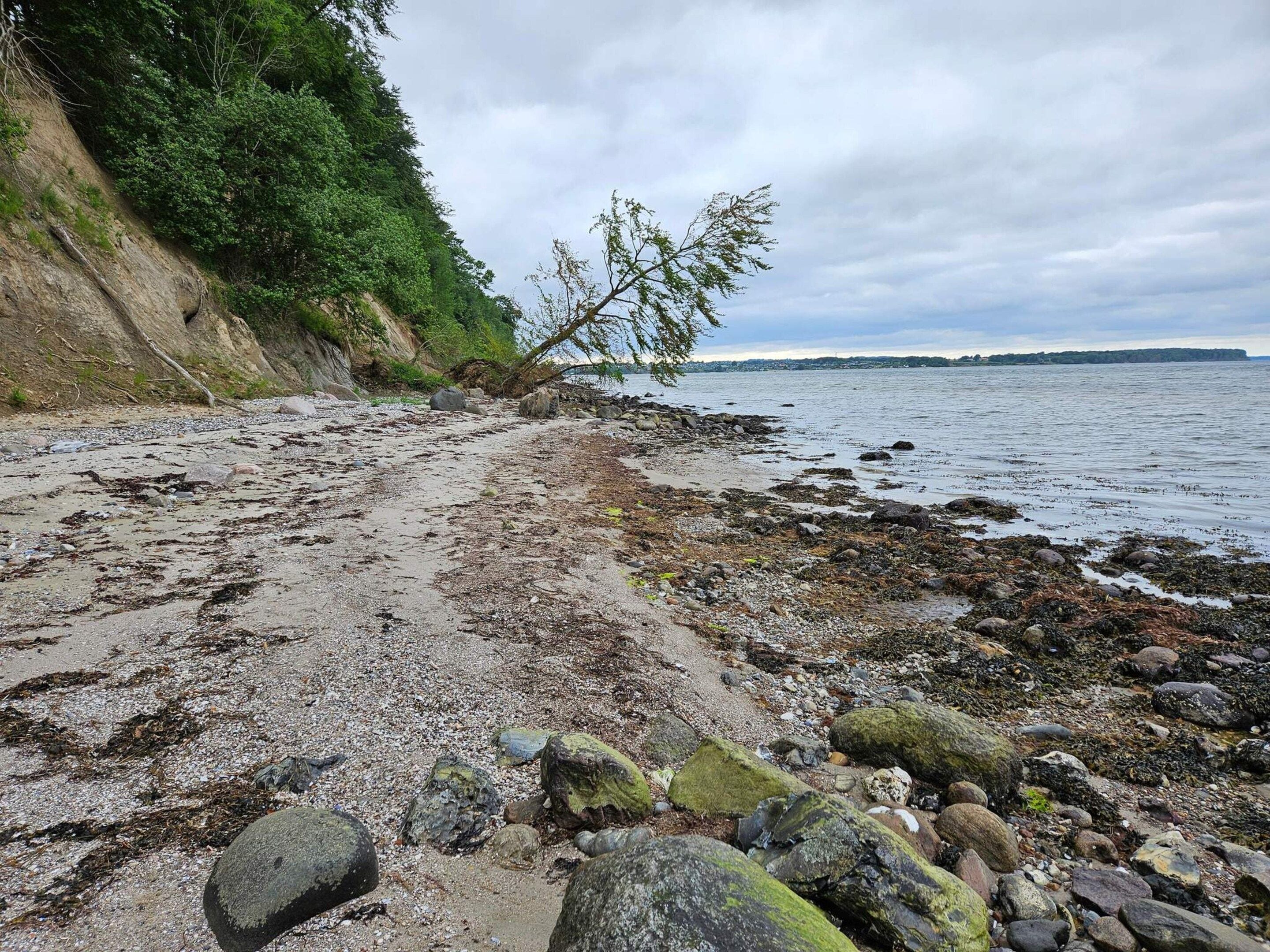 A rocky shoreline with a fallen tree, a clear sky, and calm water.