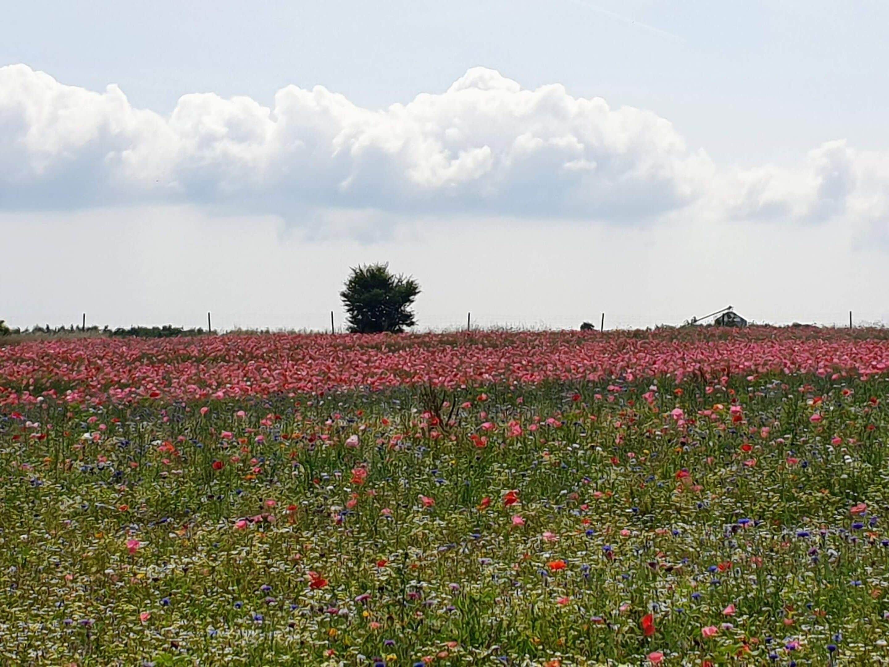 A field of poppies with a single tree in the middle and a distant structure.