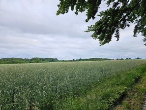 A field with a narrow path alongside it. - 4 Star Holiday Home in Hejls (Hejls)