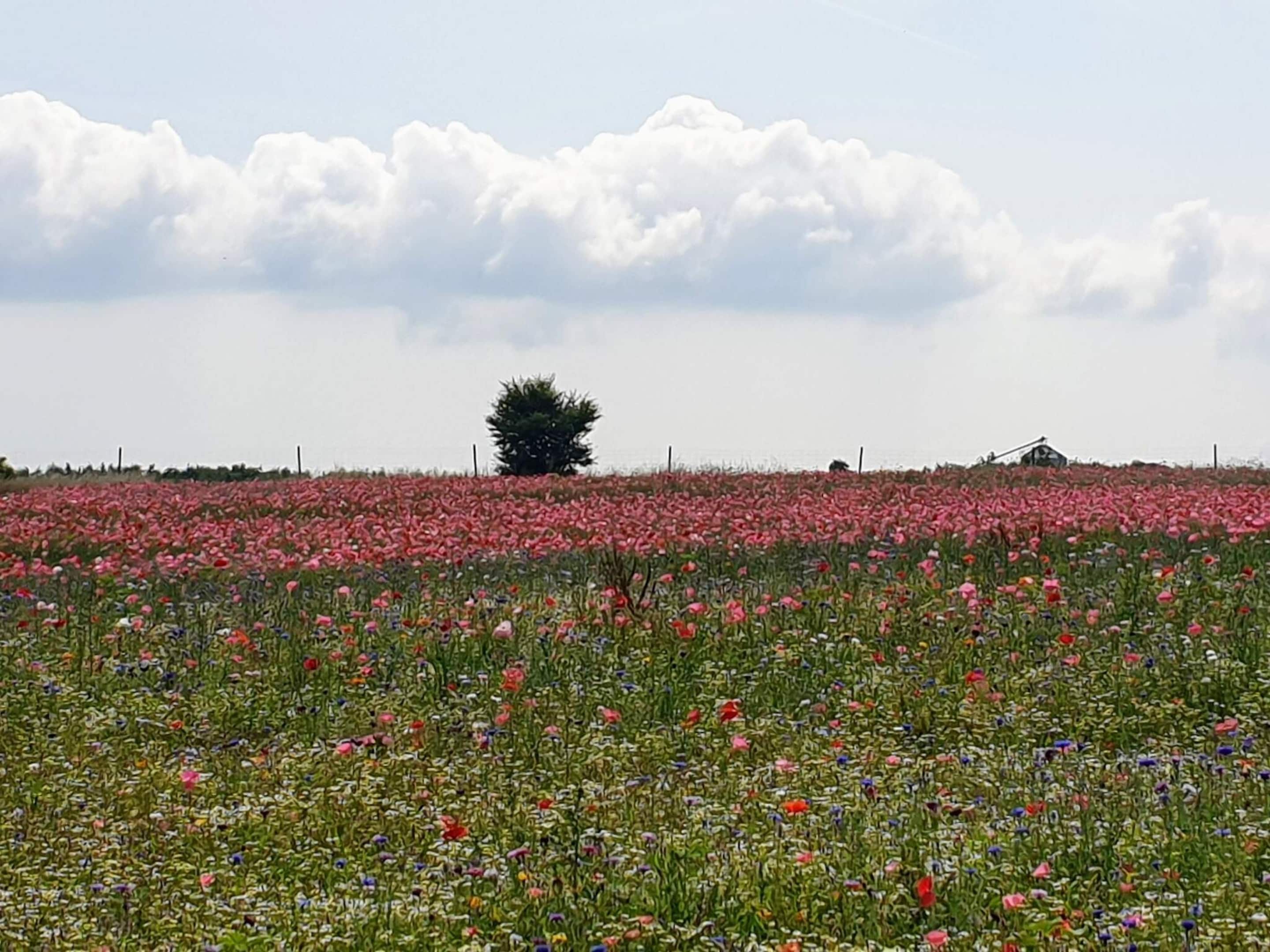 Un campo di papaveri sotto un cielo nuvoloso.