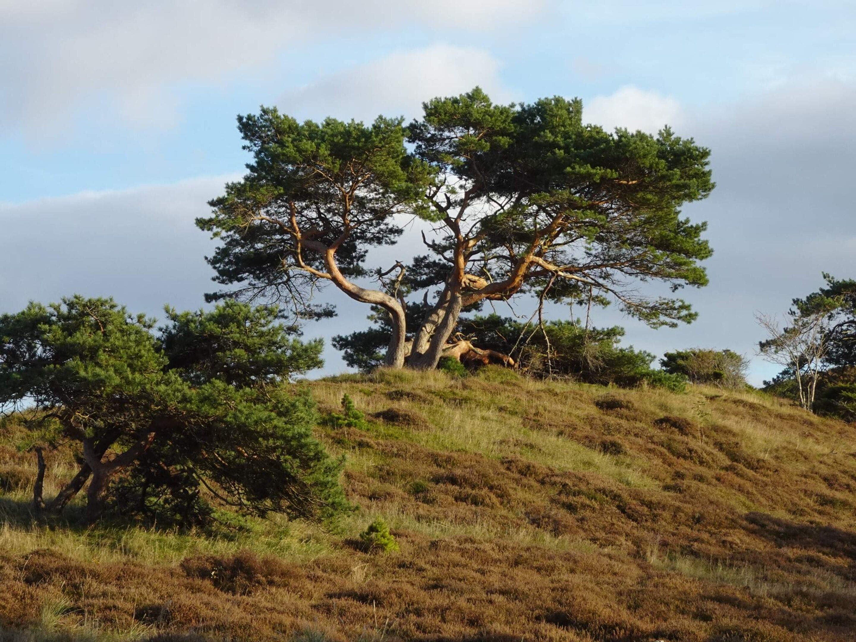 Eine Landschaft mit einem markanten Baum auf einer grasbewachsenen Anhöhe.