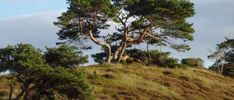 Eine Landschaft mit einem markanten Baum auf einer grasbewachsenen Anhöhe.