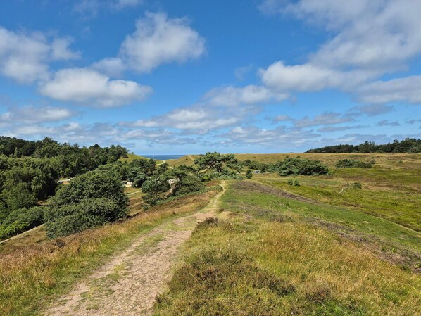 A rural landscape with a dirt path, green fields, and scattered trees.