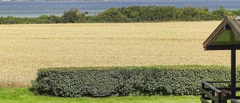 House | Property grounds