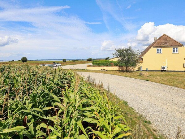 A rural landscape with a gravel road, a yellow house with a tiled roof, and a field of green crops.