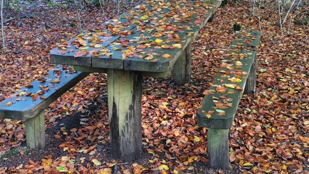 En träbänk i en skog med nedfallna löv.