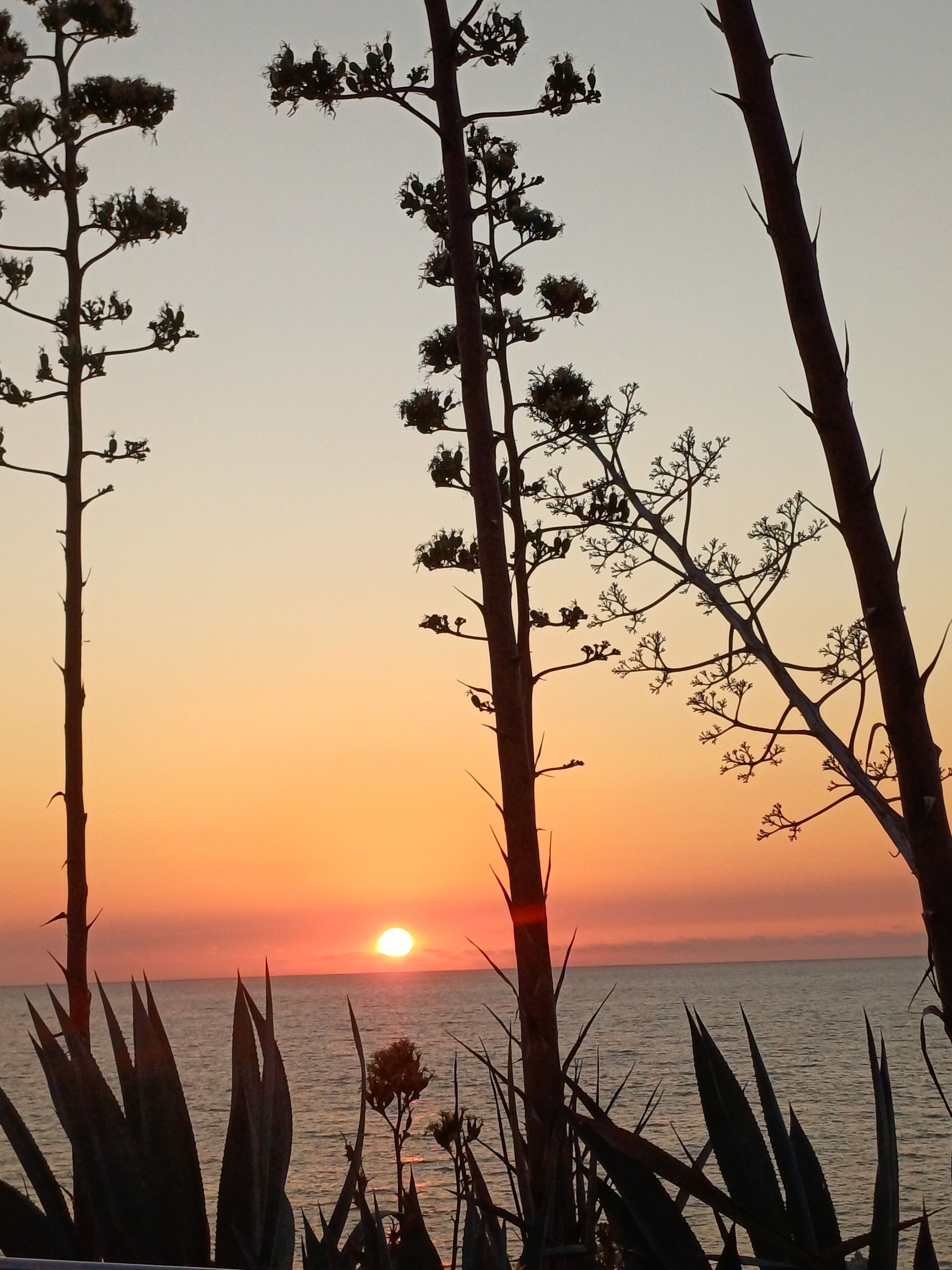 Ein Sonnenuntergang mit Baum-Silhouetten und einem Gewässer.