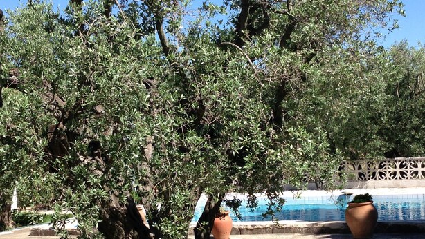 A tree-lined area with a pool and a decorative fence. - Holiday home on a quiet, shady, private property (Arles)