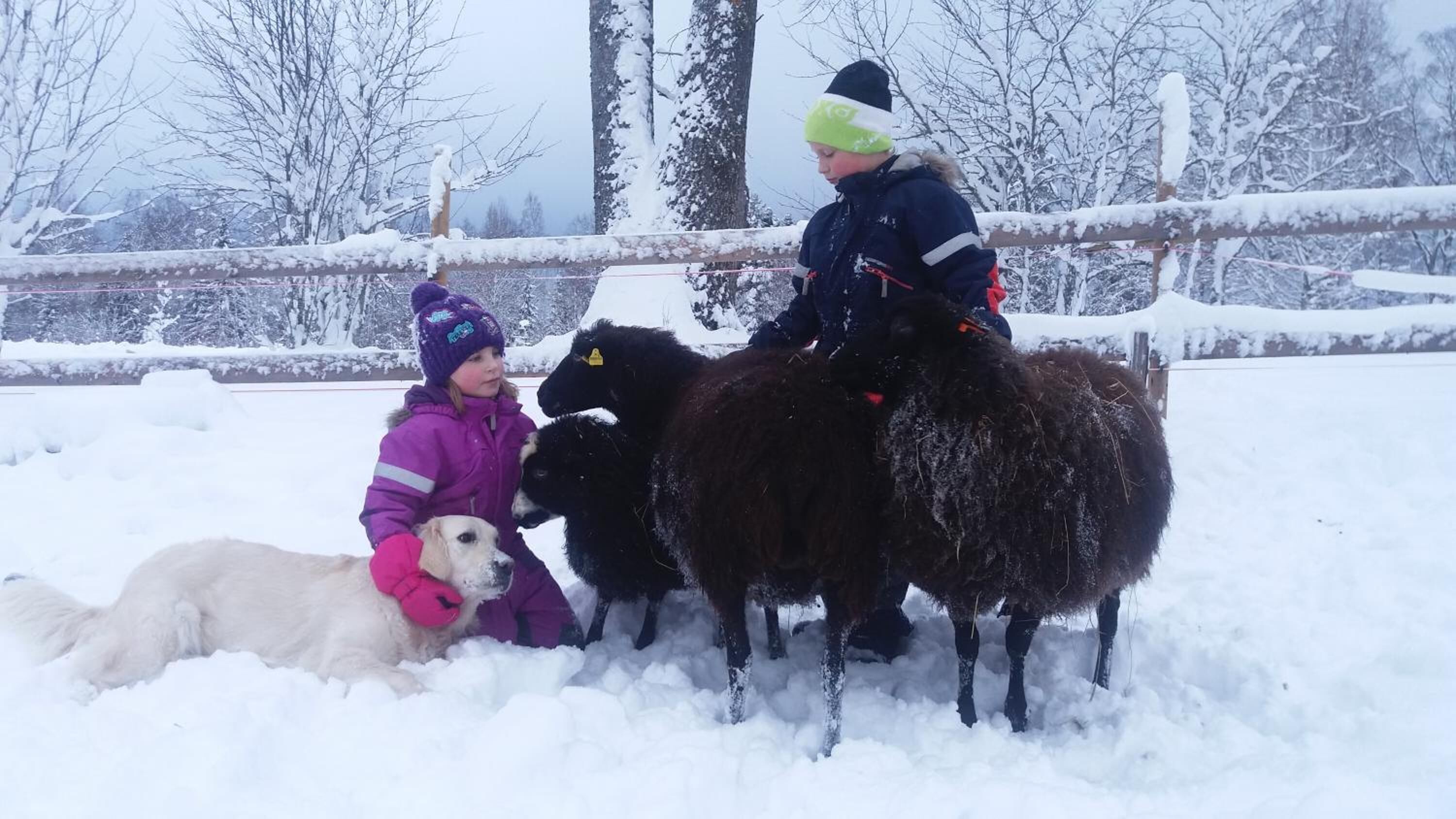 Een besneeuwd landschap met een ruiter op een paard en twee honden.