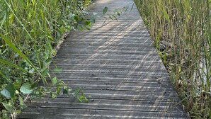 Une promenade en bois traverse une zone boisée, bordée de chaque côté d’une végétation dense.