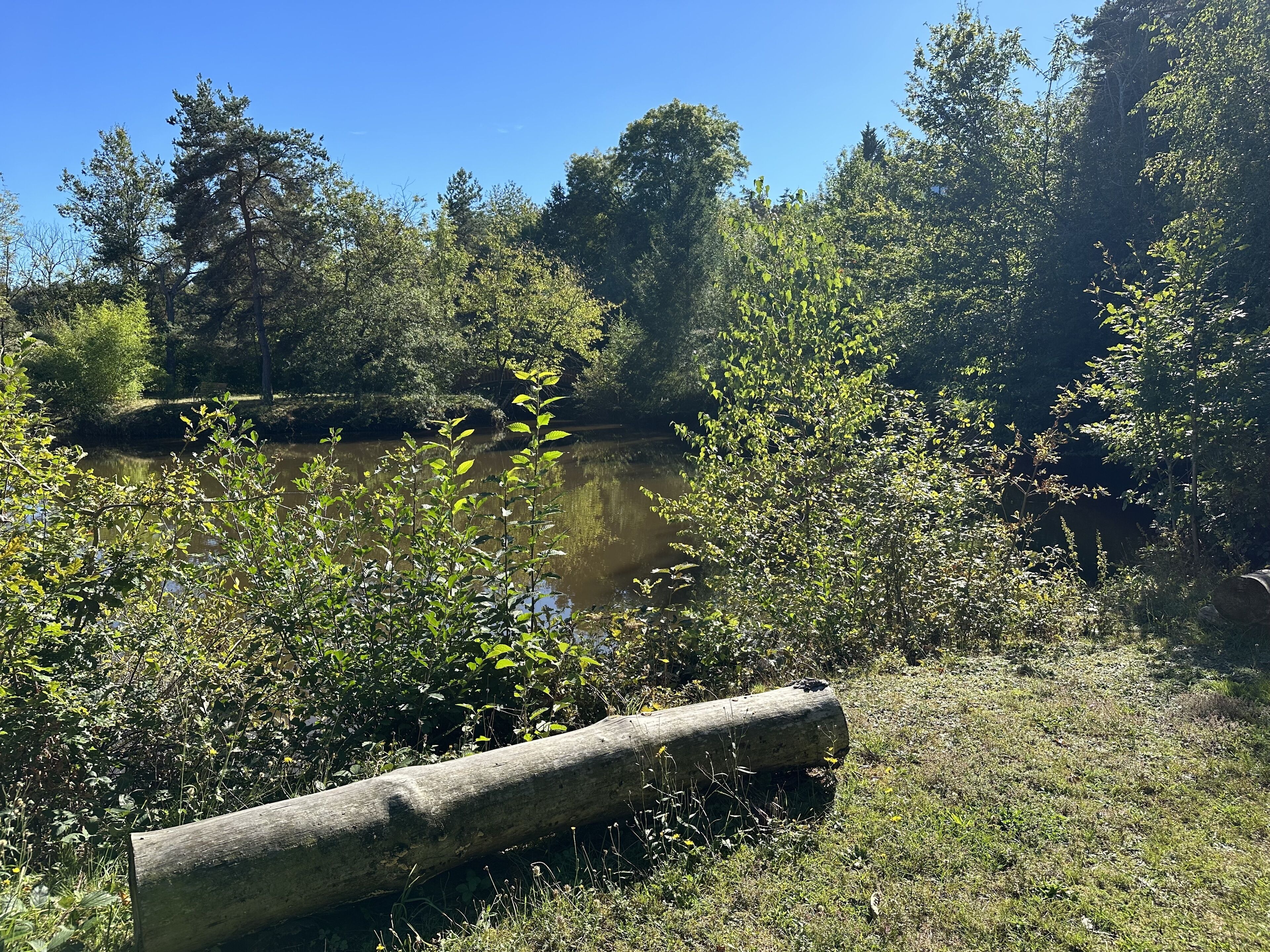 A natural landscape with a river, dense trees, and a fallen log.