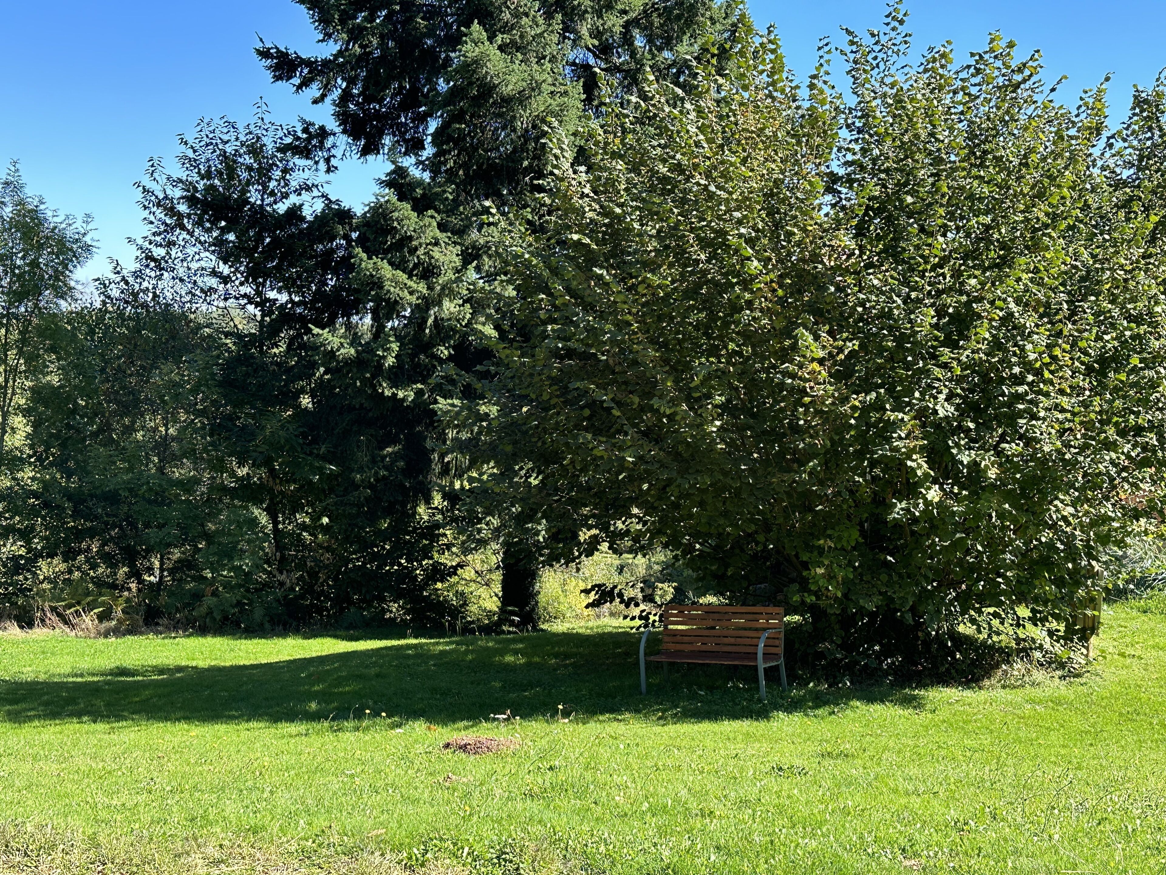 Ein Park mit einer hölzernen Bank unter einem großen Baum.