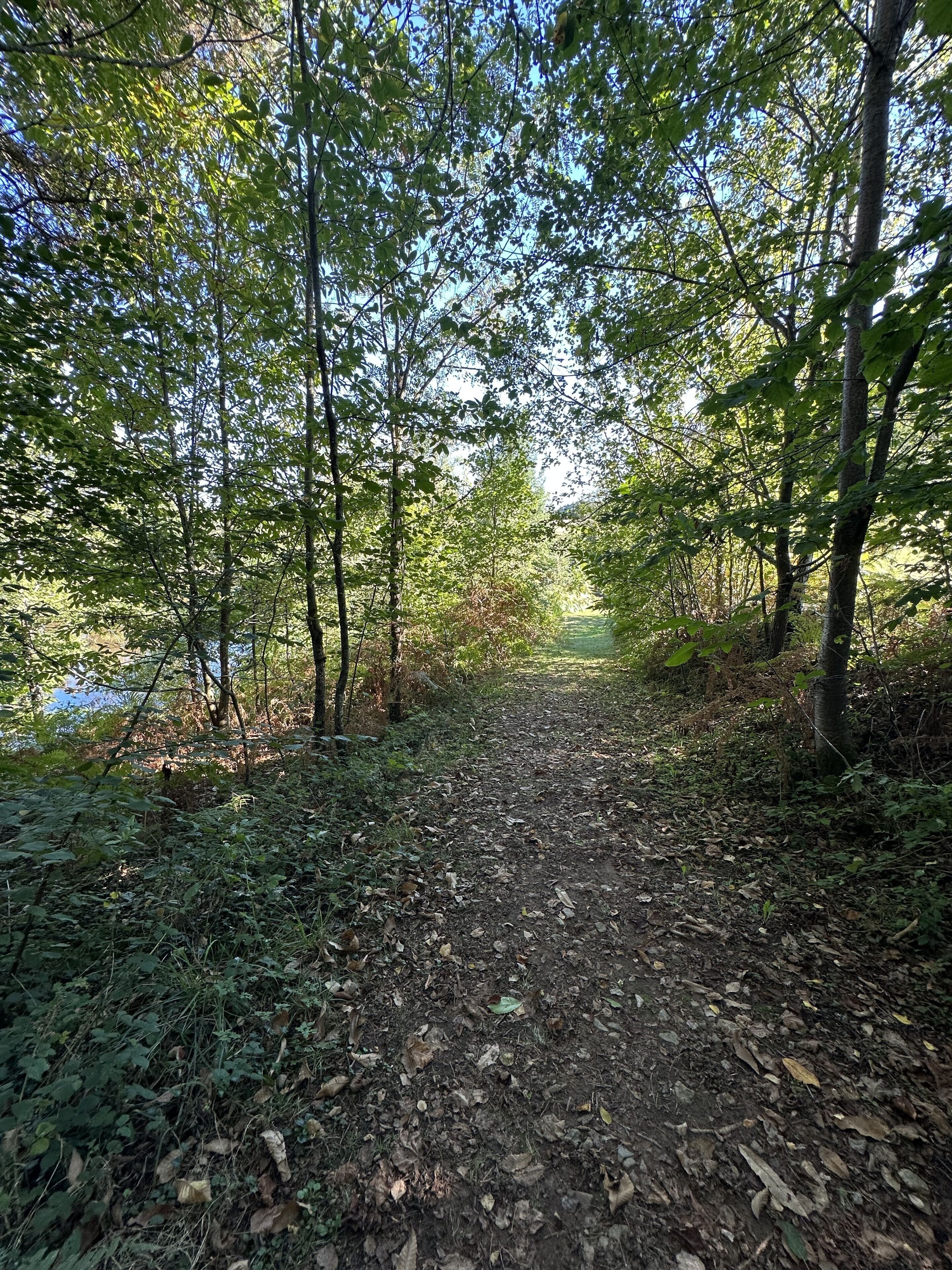 Ein Waldpfad mit Bäumen an beiden Seiten und einem unbefestigten Weg.