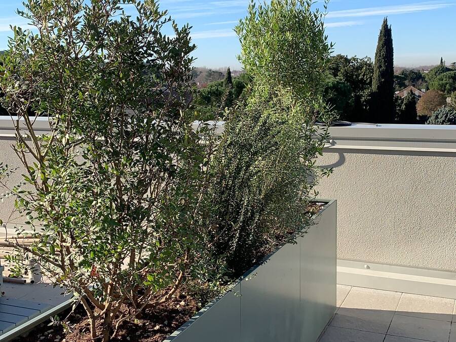 A rooftop garden with a variety of plants and a clear blue sky in the background.