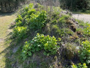 House | Property grounds