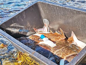 Un récipient métallique contenant des poissons, placé sur une surface rocheuse.