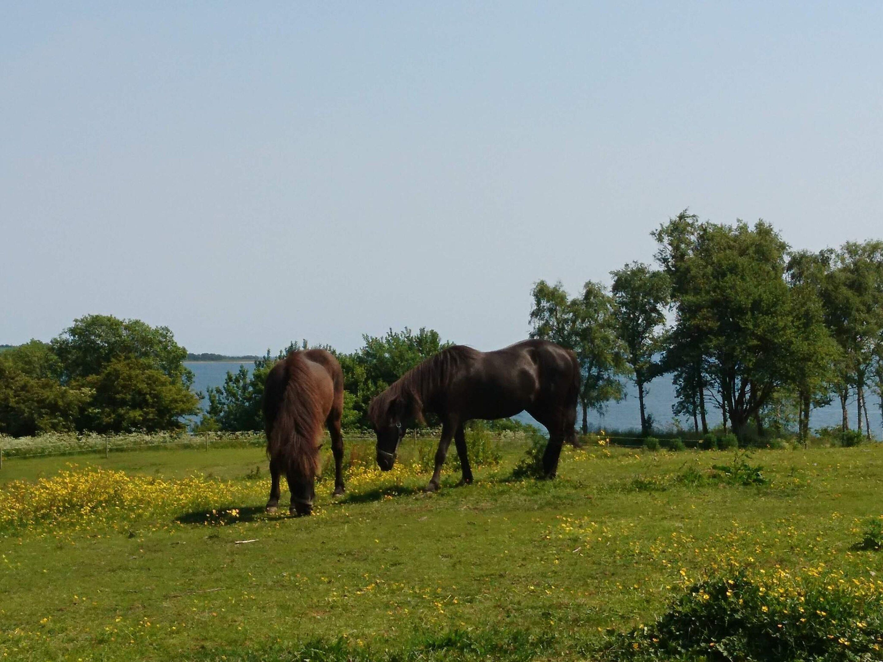 Two horses grazing in a grassy field with trees and a body of water in the background.