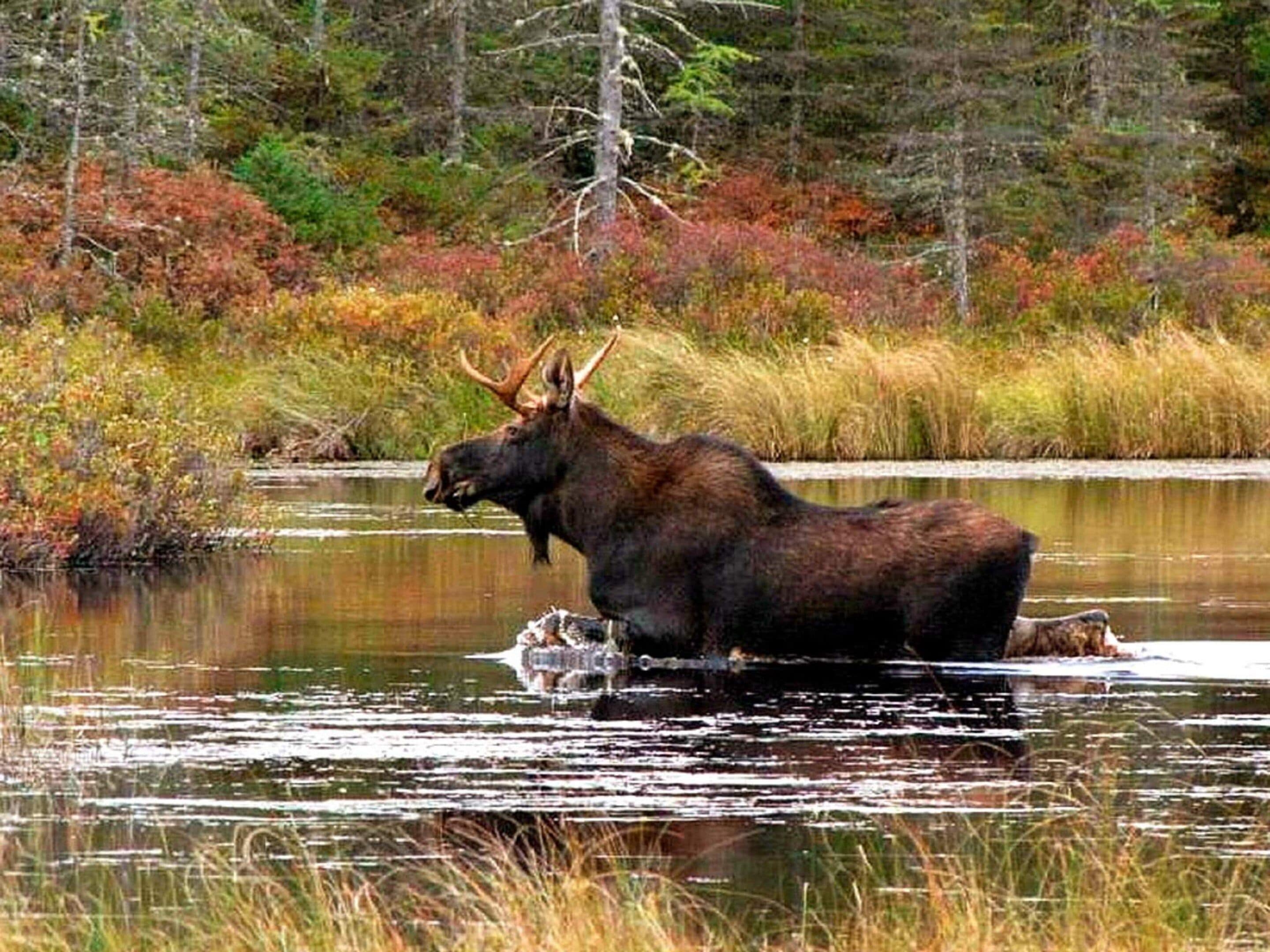 Un alce de pie en un cuerpo de agua rodeado de vegetación otoñal.
