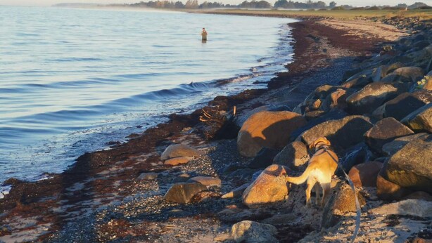 A rocky shoreline with a dog near the water's edge.