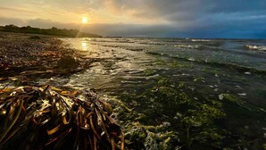 A beach with seaweed, waves, and a sunset.