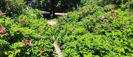 Casa | Àrea exterior de l'allotjament