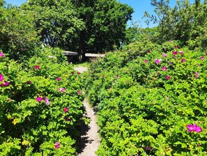 House | Property grounds