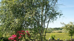 Ein Garten mit verschiedenen Bäumen und Sträuchern, darunter ein auffälliger Blühstrauch.