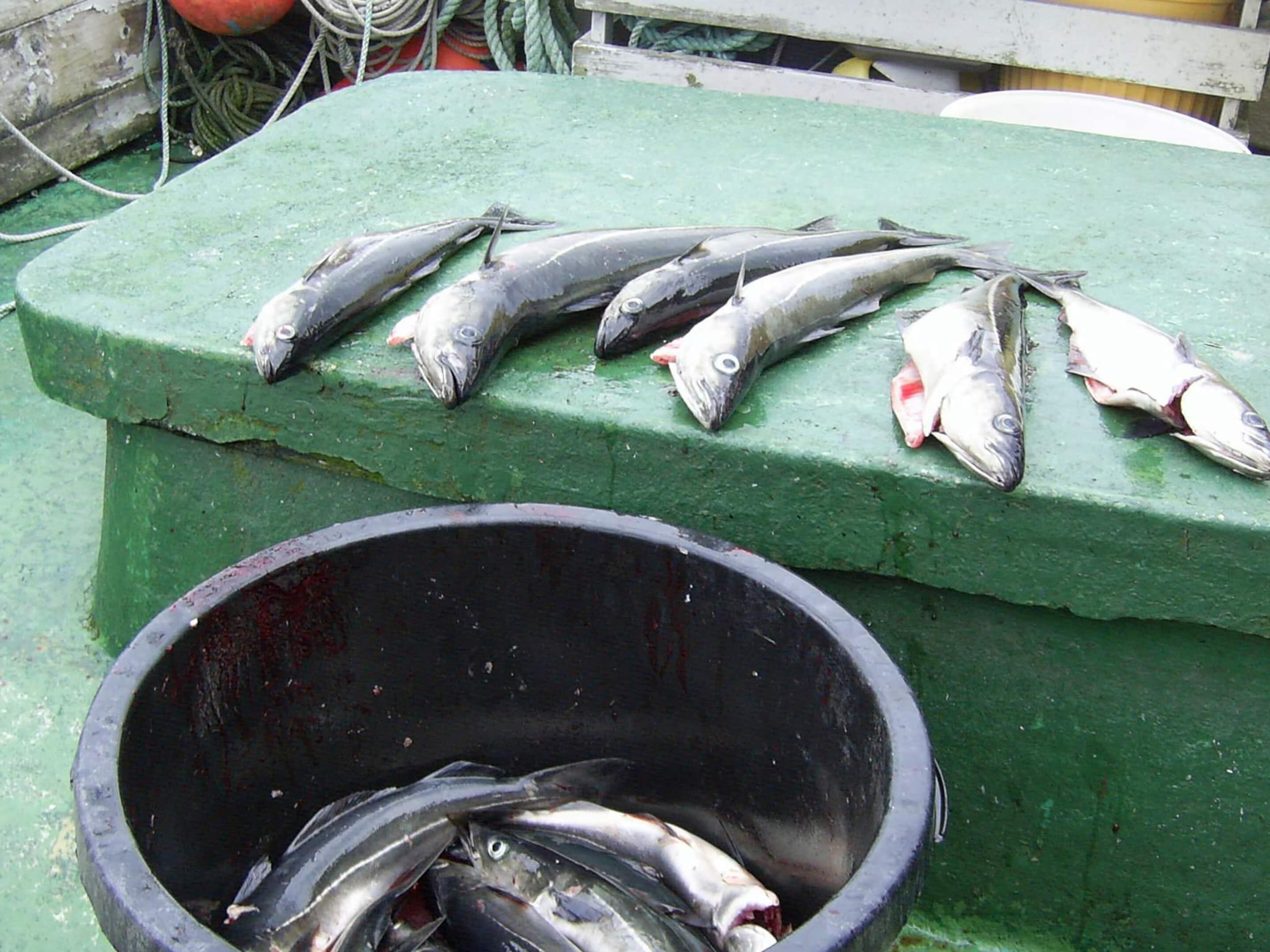 Superficie verde con varios peces dispuestos y un recipiente negro debajo.
