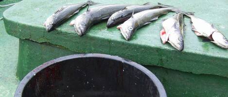 Superficie verde con varios peces dispuestos y un recipiente negro debajo.
