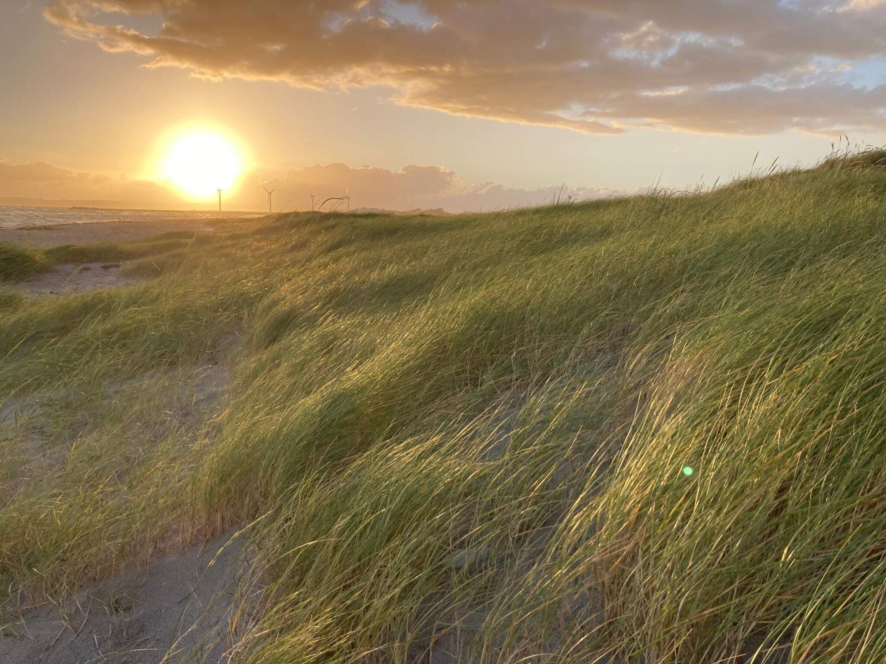 Un paysage verdoyant avec un coucher de soleil en arrière-plan.