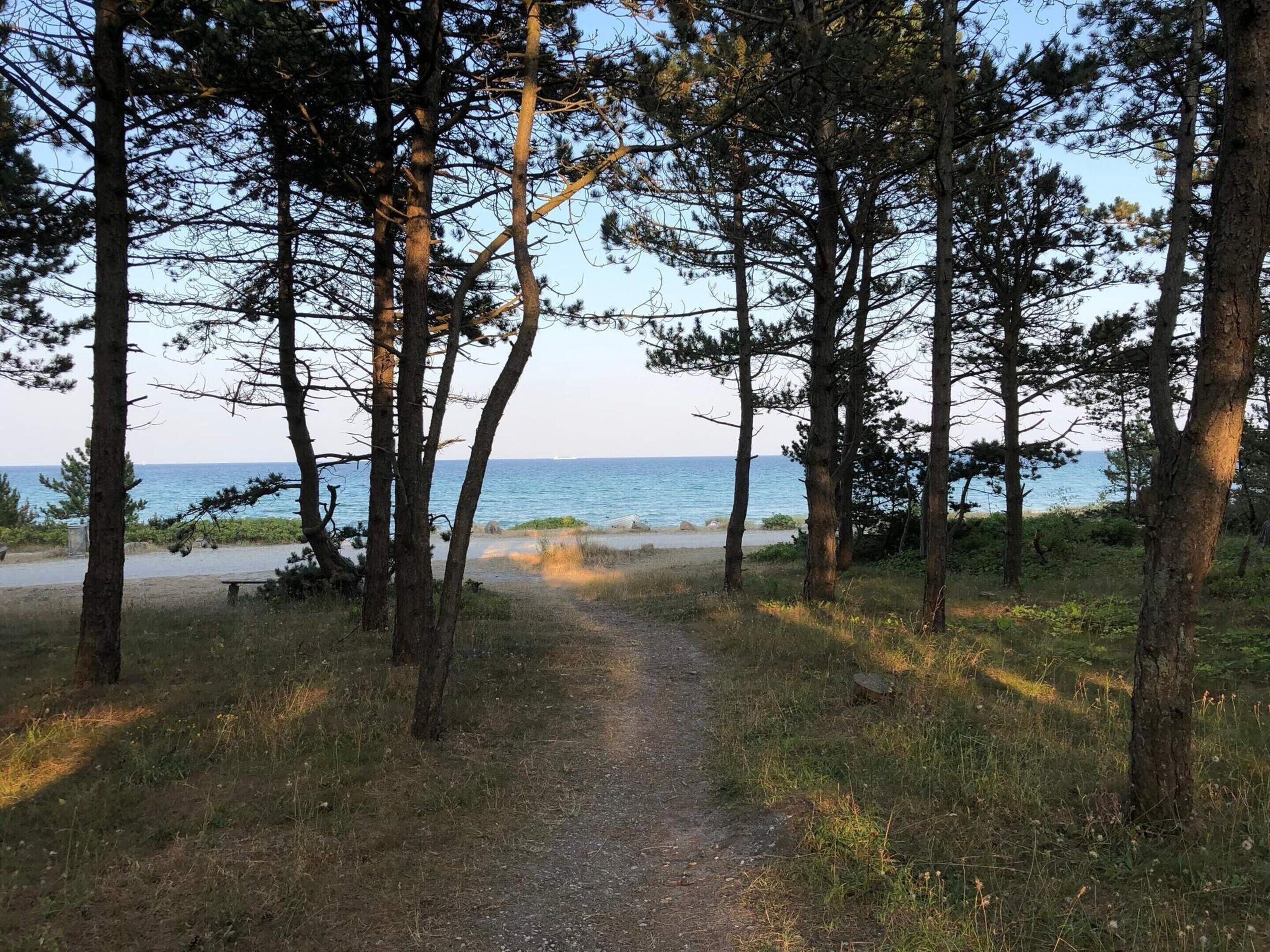 Un sendero arbolado que lleva a una playa con un banco y una mesa de picnic.