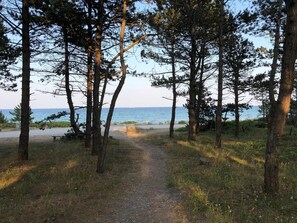 Un sendero arbolado que lleva a una playa con un banco y una mesa de picnic.