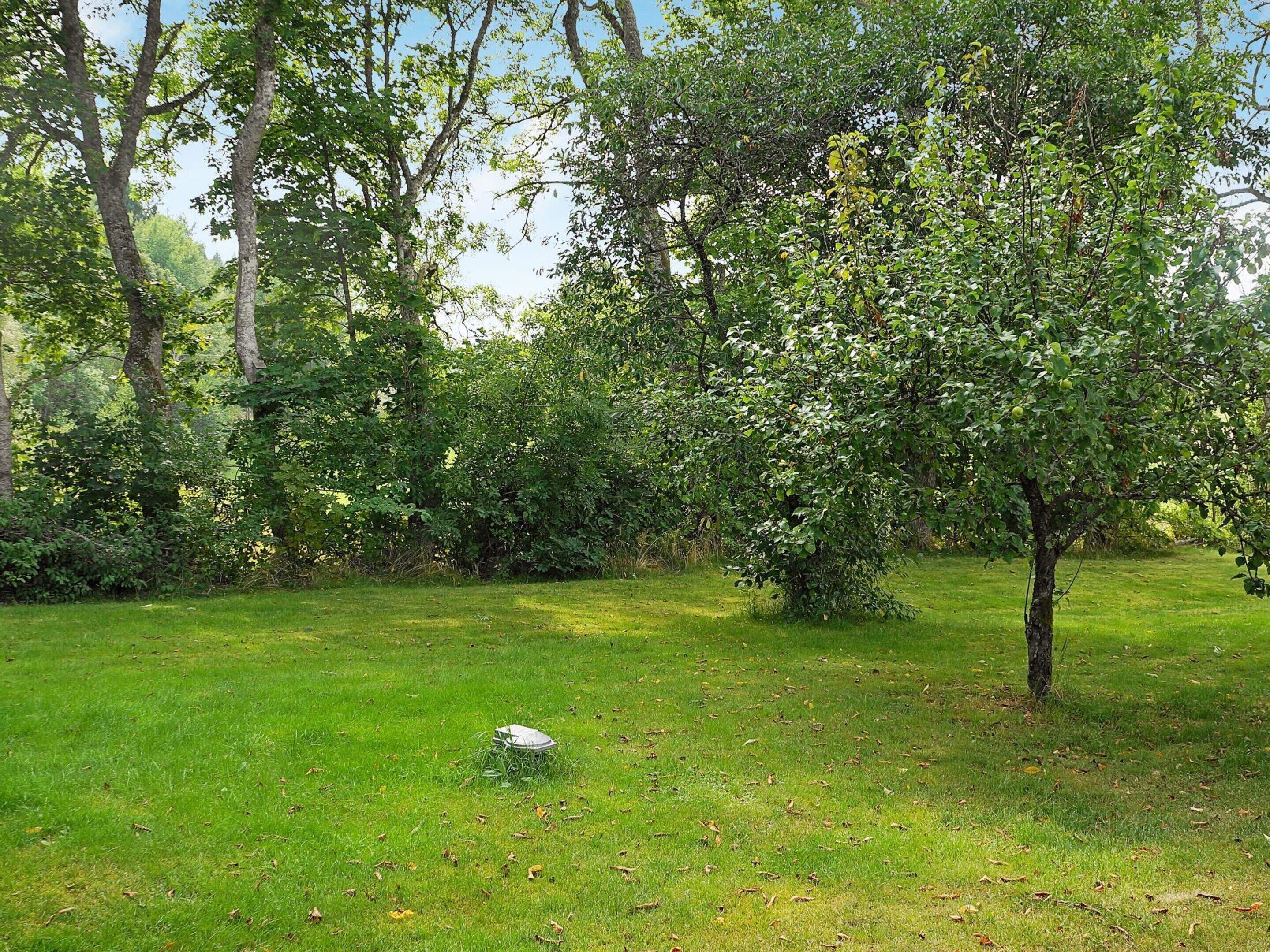A grassy outdoor area with trees and a small bush.
