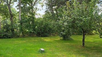 A grassy outdoor area with trees and a small bush.