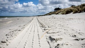 En sandstrand med spår efter däck som leder ner till vattnet, en klar himmel och sanddyner i bakgrunden.