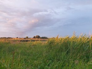 A field with tall grass and trees in the distance under a cloudy sky.