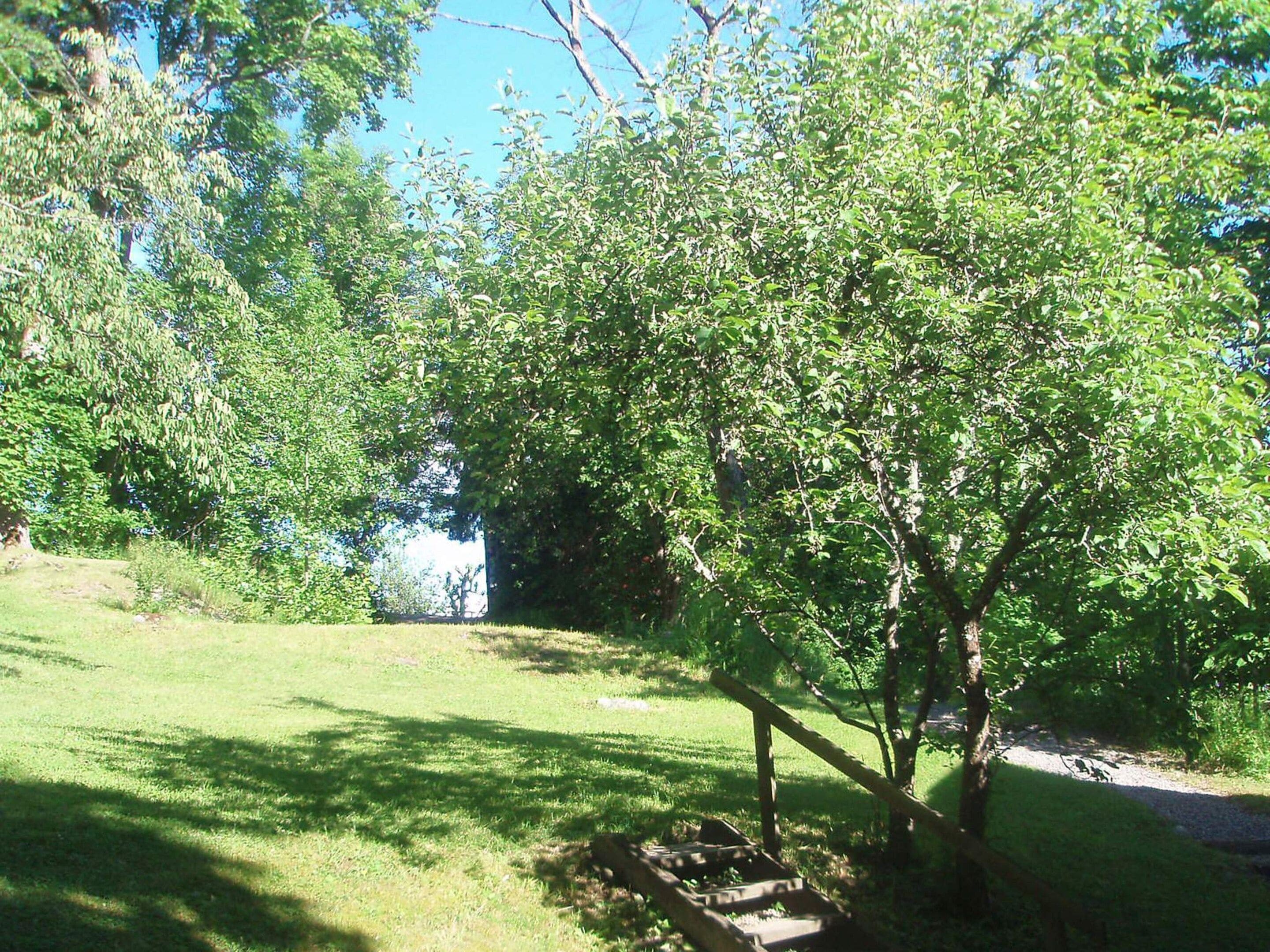 A grassy area with trees and a gravel path.